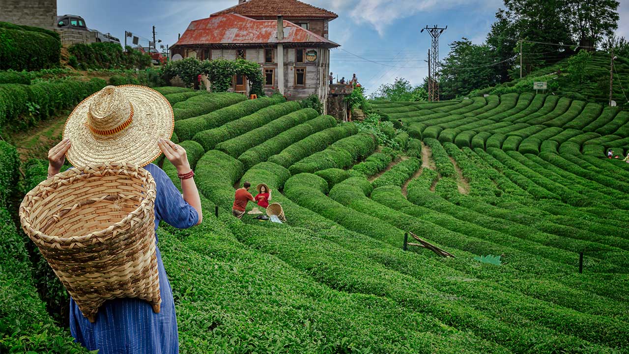 黑海 | 里泽 | 一座被绿色拖慢节奏的城市