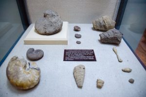 安塔利亚博物馆 - Antalya Müzesi Tabiat Tarihi ve Prehistorya Salonu Eski Yumuşakçalar ve Balıkların Taşlaşmış Kabukları