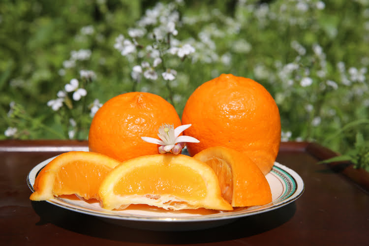 橙子 – Finike Portakalı