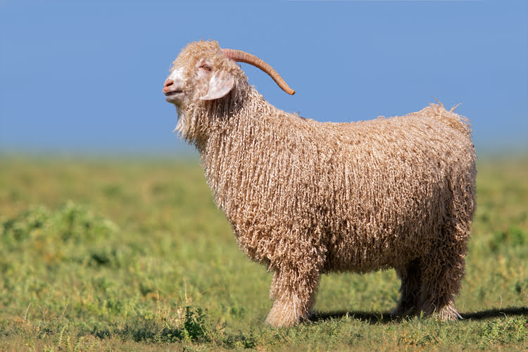 安卡拉山羊 – Ankara Keçisi