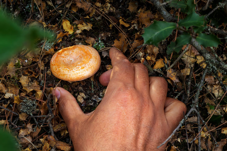 梅尔克菌菇拼盘 – Melki Mantarı Yemeği