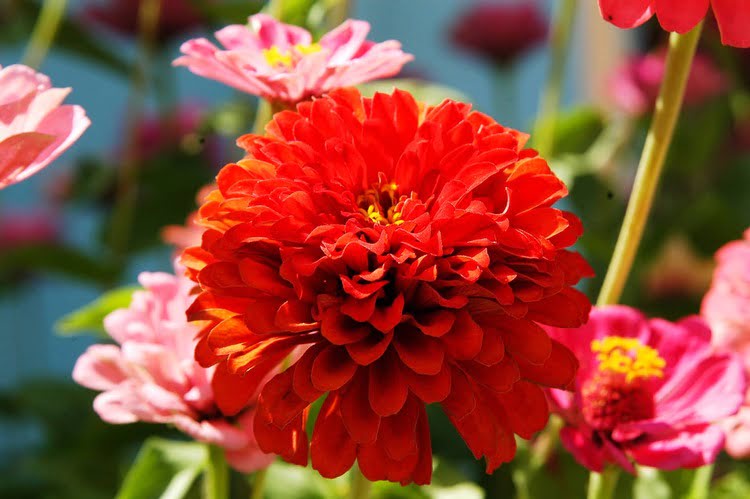 埃斯基谢希尔的花卉 – Eskişehir’in Çiçekleri