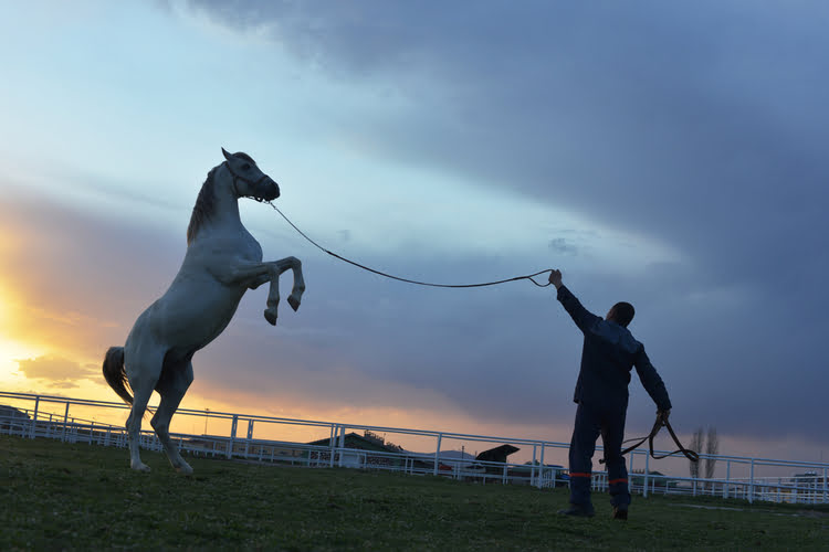 马赫穆迪耶哈拉斯的马匹 – Mahmudiye Harası’nda Atlar
