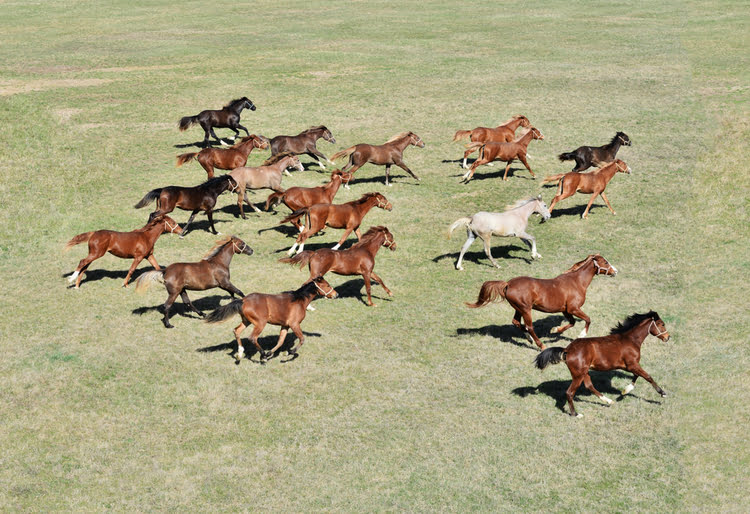马赫穆迪耶哈拉斯的马匹 – Mahmudiye Harası’nda Atlar