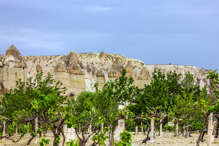 卡帕多西亚葡萄庄园 – Kapadokya Üzüm Bağları