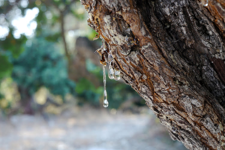橡胶树和乳香胶 – Sakız Ağacı ve Damla Sakızı