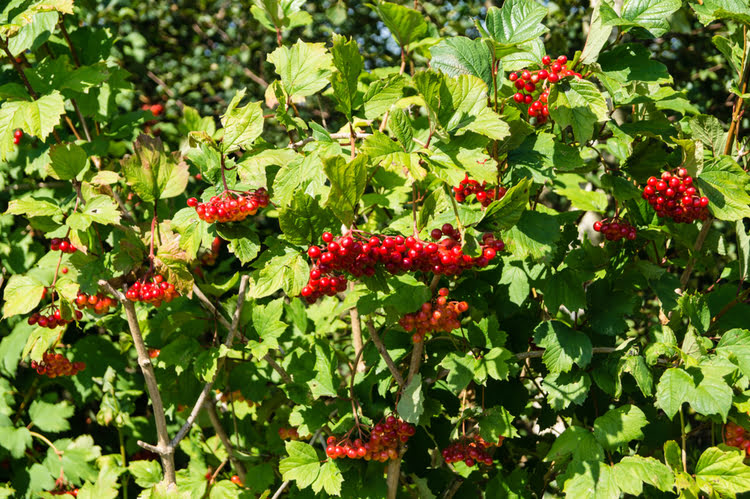 吉拉博鲁红莓 – Gilaboru