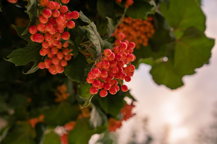 吉拉博鲁红莓 – Gilaboru