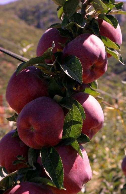 埃尔迪尔苹果 – Eğirdir Elması