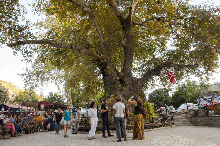 萨曼达格地区的穆萨树 – Samandağ Musa Ağacı