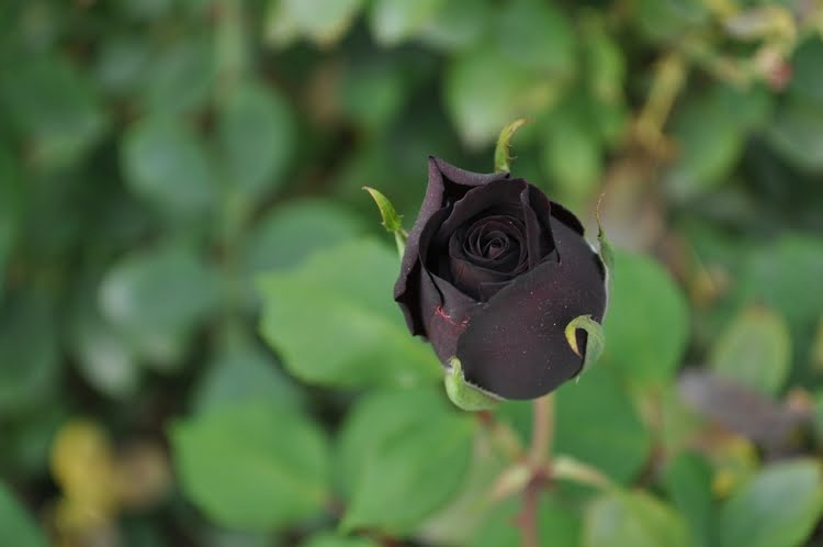 黑玫瑰 – Karagül
