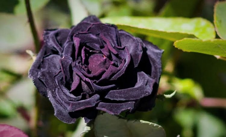 黑玫瑰 – Karagül