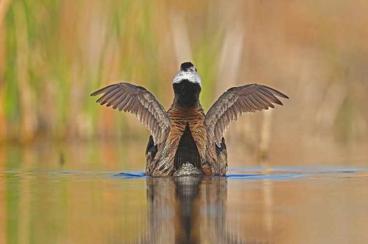 埃尔切克湖鸟类保护区 – Erçek Gölü Kuş Cenneti