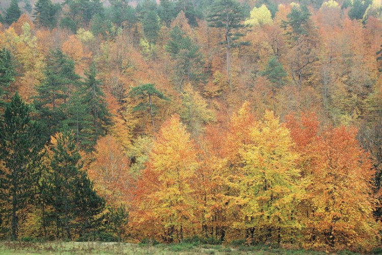 宗古尔达克城市森林 – Zonguldak Kent Ormanı