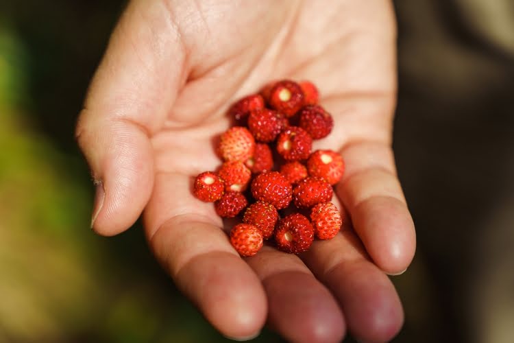野草莓 – Dağ Çileği
