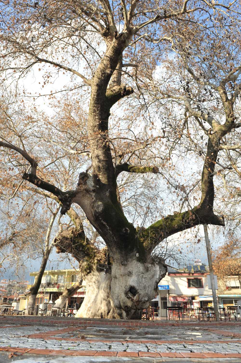 千年古榕树（Bin Yıllık Tarihi Çınarlar）