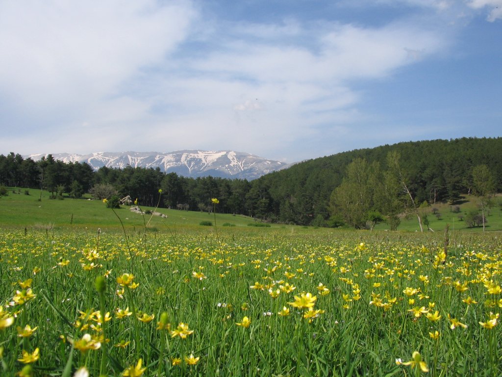 科贾高原（Koca Yayla）