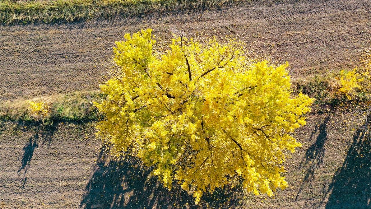 伊雷姆葡萄园 – İrem Bağları