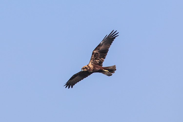 卡拉苏鸟类保护区 – Karasu Kuş Cenneti