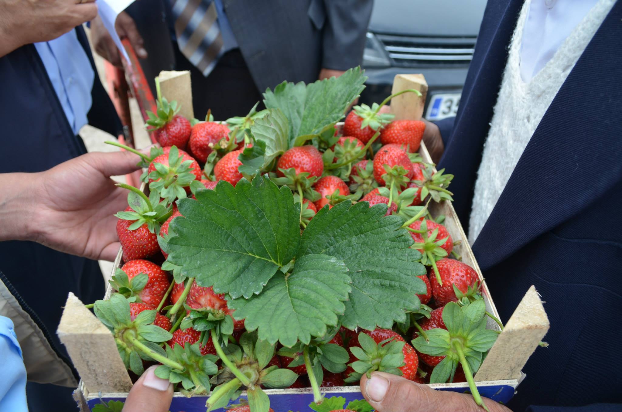 锡瓦斯利草莓节 – Sivaslı Çilek Festivali