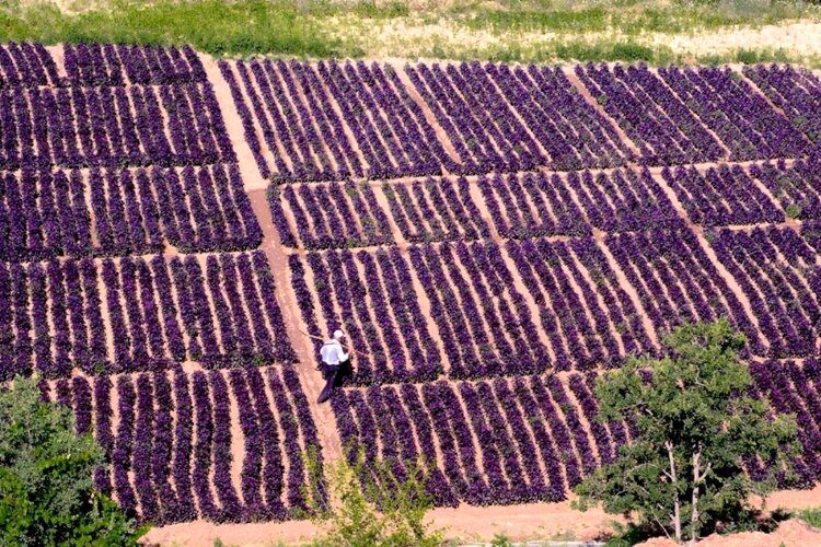 🇹🇷土耳其宝藏地理标志特产
